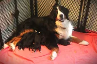 MR.YELLOW, a male Bernese Mountain Dog for sale in Vassalboro, ME – 2 of 3