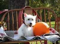 Mr.Blue, a male West Highland White Terrier for sale in Vassalboro, ME – 2 of 3