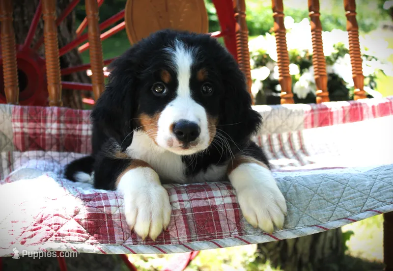 Mr. Lime Green – Bernese Mountain Dog puppy for sale in Vassalboro, ME