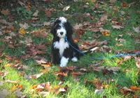 Miss Hot Pink, a female Bernedoodle for sale in Vassalboro, ME – Photo 4 of 4