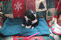 Miss Hot Pink, a female Bernedoodle for sale in Vassalboro, ME – Photo 2 of 4