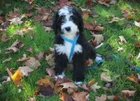 Miss Hot Pink, a female Bernedoodle for sale in Vassalboro, ME – Photo 3 of 4