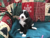 Miss Hot Pink, a female Bernedoodle for sale in Vassalboro, ME – Photo 1 of 4