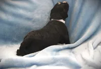 CHLOE'S WHITE GIRL, a female Bernedoodle for sale in Vassalboro, ME – Photo 3 of 3