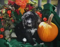 CHLOE'S WHITE GIRL, a female Bernedoodle for sale in Vassalboro, ME – Photo 1 of 3