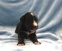 CHLOE'S WHITE GIRL, a female Bernedoodle for sale in Vassalboro, ME – Photo 2 of 3