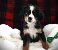 MR. Green, a male Bernese Mountain Dog for sale in Vassalboro, ME – 2 of 2