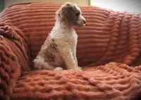 MR. Green, a male Poodle - Standard  for sale in Vassalboro, ME – 2 of 4