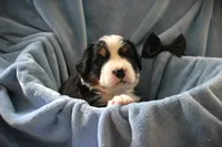 MR. BLACK, a male Bernese Mountain Dog for sale in Vassalboro, ME – 1 of 3