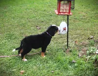 MOLLY'S LAVENDER GIRL, a female Bernese Mountain Dog for sale in Vassalboro, ME – Photo 5 of 8