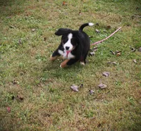 MOLLY'S LAVENDER GIRL, a female Bernese Mountain Dog for sale in Vassalboro, ME – Photo 4 of 8