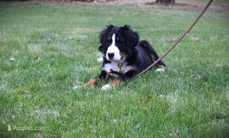 MOLLY'S LAVENDER GIRL, a female Bernese Mountain Dog for sale in Vassalboro, ME – Photo 1 of 8