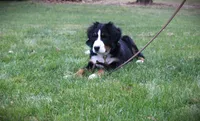 MOLLY'S LAVENDER GIRL, a female Bernese Mountain Dog for sale in Vassalboro, ME – Photo 1 of 8