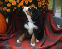 MOLLY'S LAVENDER GIRL, a female Bernese Mountain Dog for sale in Vassalboro, ME – Photo 7 of 8