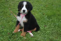 MOLLY'S LAVENDER GIRL, a female Bernese Mountain Dog for sale in Vassalboro, ME – Photo 2 of 8