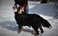 MOLLY'S LAVENDER GIRL, a female Bernese Mountain Dog for sale in Vassalboro, ME – Photo 8 of 8