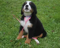 MOLLY'S LAVENDER GIRL, a female Bernese Mountain Dog for sale in Vassalboro, ME – Photo 3 of 8