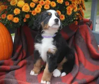 MOLLY'S LAVENDER GIRL, a female Bernese Mountain Dog for sale in Vassalboro, ME – Photo 6 of 8