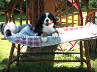 MR. BLACK, a male Bernese Mountain Dog for sale in Vassalboro, ME – 2 of 6