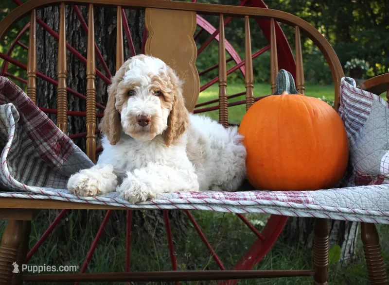 MR. Blue Eyes – Poodle - Standard  puppy for sale in Vassalboro, ME