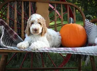 MR. Blue Eyes, a male Poodle - Standard  for sale in Vassalboro, ME – 1 of 6