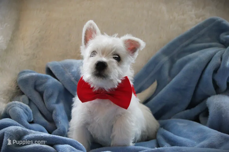 MR.RED – West Highland White Terrier puppy for sale in Vassalboro, ME