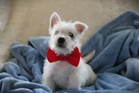 MR.RED, a male West Highland White Terrier for sale in Vassalboro, ME – 1 of 3