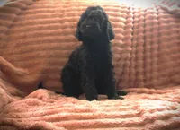 Miss. Brown, a female Poodle - Standard  for sale in Vassalboro, ME – 2 of 4