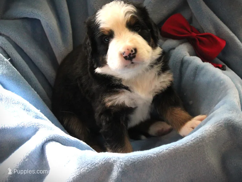 MR.RED – Bernese Mountain Dog puppy for sale in Vassalboro, ME