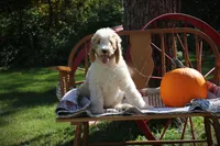 MR. Green, a male Poodle - Standard  for sale in Vassalboro, ME – 2 of 7