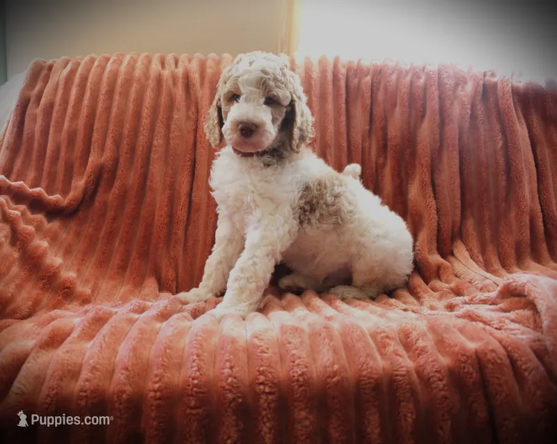 MR. Blue Eyes – Poodle - Standard  puppy for sale in Vassalboro, ME