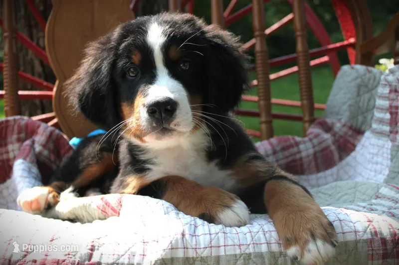 MR. Green – Bernese Mountain Dog puppy for sale in Vassalboro, ME
