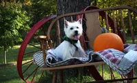 MISS PINK, a female West Highland White Terrier for sale in Vassalboro, ME – 3 of 3