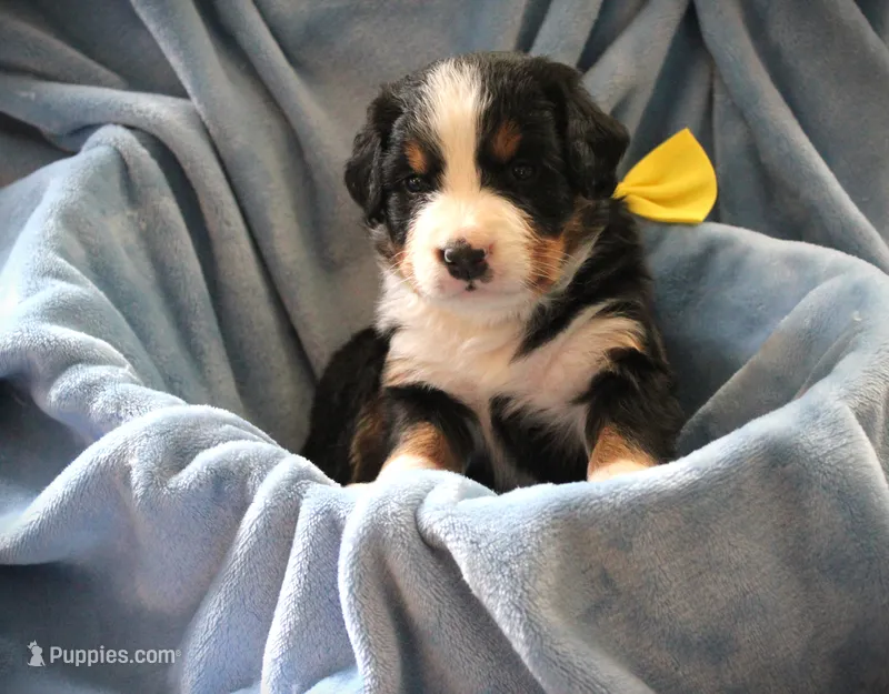 MR.YELLOW – Bernese Mountain Dog puppy for sale in Vassalboro, ME