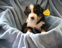 MR.YELLOW, a male Bernese Mountain Dog for sale in Vassalboro, ME – 1 of 3