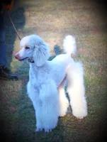 MR. Green, a male Poodle - Standard  for sale in Vassalboro, ME – 4 of 4