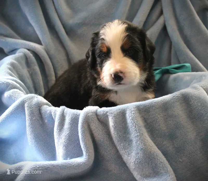 MR. BLUE – Bernese Mountain Dog puppy for sale in Vassalboro, ME