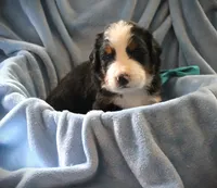 MR. BLUE, a male Bernese Mountain Dog for sale in Vassalboro, ME – 1 of 3