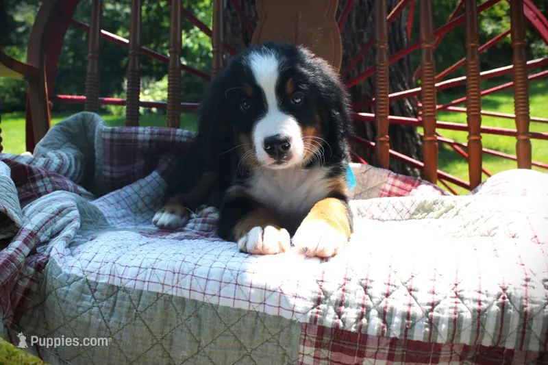 Mr. Baby Blue – Bernese Mountain Dog puppy for sale in Vassalboro, ME