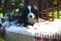 Mr. Baby Blue, a male Bernese Mountain Dog for sale in Vassalboro, ME – 1 of 3