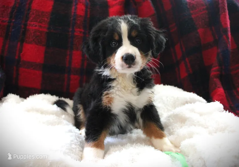 Mr. Lime Green – Bernese Mountain Dog puppy for sale in Vassalboro, ME