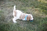 MR. Blue Eyes, a male Poodle - Standard  for sale in Vassalboro, ME – 2 of 6