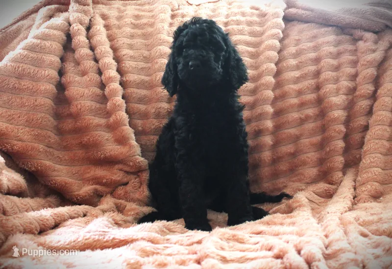 Miss Jet Black – Poodle - Standard  puppy for sale in Vassalboro, ME