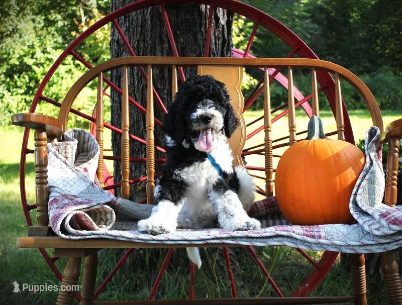 Mr. Daddy's  boy – Poodle - Standard  puppy for sale in Vassalboro, ME