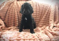 MR. Brown Abstract, a male Poodle - Standard  for sale in Vassalboro, ME – 1 of 4