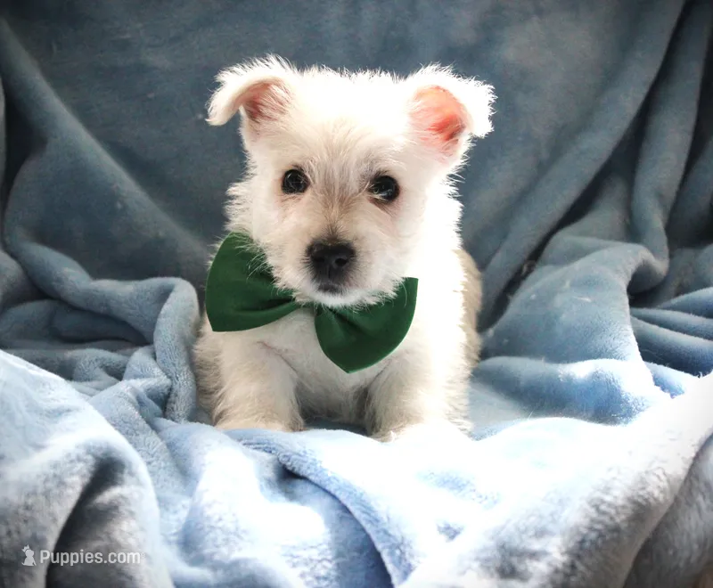MR. Green – West Highland White Terrier puppy for sale in Vassalboro, ME
