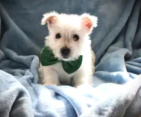 MR. Green, a male West Highland White Terrier for sale in Vassalboro, ME – 1 of 3