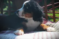 Mr. Baby Blue, a male Bernese Mountain Dog for sale in Vassalboro, ME – 3 of 3