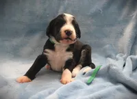 CHLOE'S GREEN BOY, a male Bernese Mountain Dog and Poodle - Standard  for sale in Vassalboro, ME – Photo 3 of 4