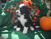 CHLOE'S GREEN BOY, a male Bernese Mountain Dog and Poodle - Standard  for sale in Vassalboro, ME – Photo 2 of 4